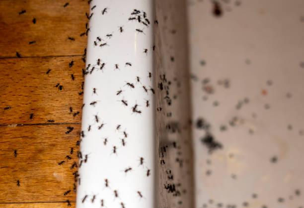 Best Ant Control Services  in Sunnyside, CA